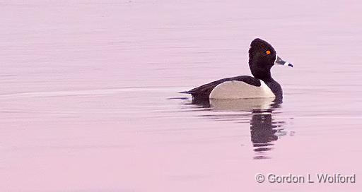 Ring-necked Duck At Sunrise_DSCF6448.jpg - Ring-necked Duck (Aythya collaris) photographed along the Rideau Canal Waterway at Kilmarnock, Ontario, Canada.